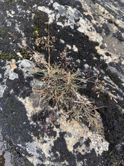 Agrostis mertensii