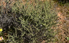 Eriocephalus microphyllus