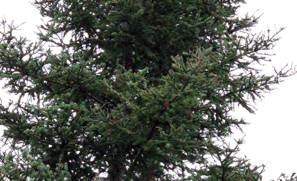 White Spruce From Timiskaming District On Canada On August 07 2021 At 0859 Am By Andy Fyon 