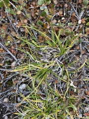 Carex deflexa