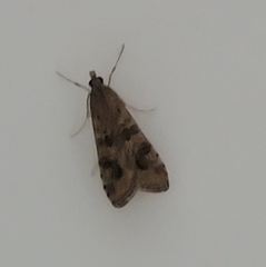 Nomophila noctuella
