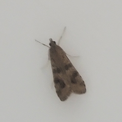 Nomophila noctuella
