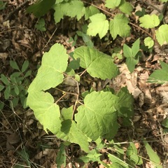 Viburnum acerifolium