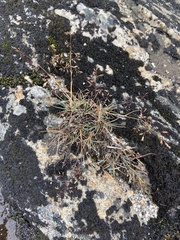 Agrostis mertensii