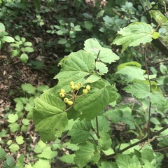 Viburnum acerifolium