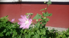 Malva thuringiaca