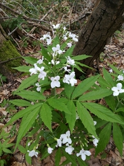 Cardamine heptaphylla