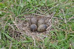 Vanellus chilensis chilensis