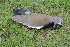 Vanellus chilensis chilensis