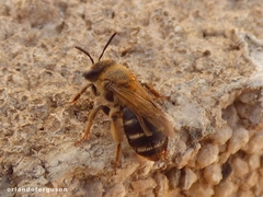 Andrena fulvago