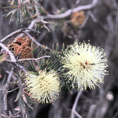 Melaleuca