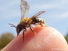 Andrena fulvago