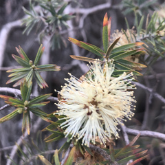 Melaleuca