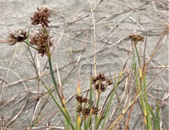 Juncus nevadensis inventus