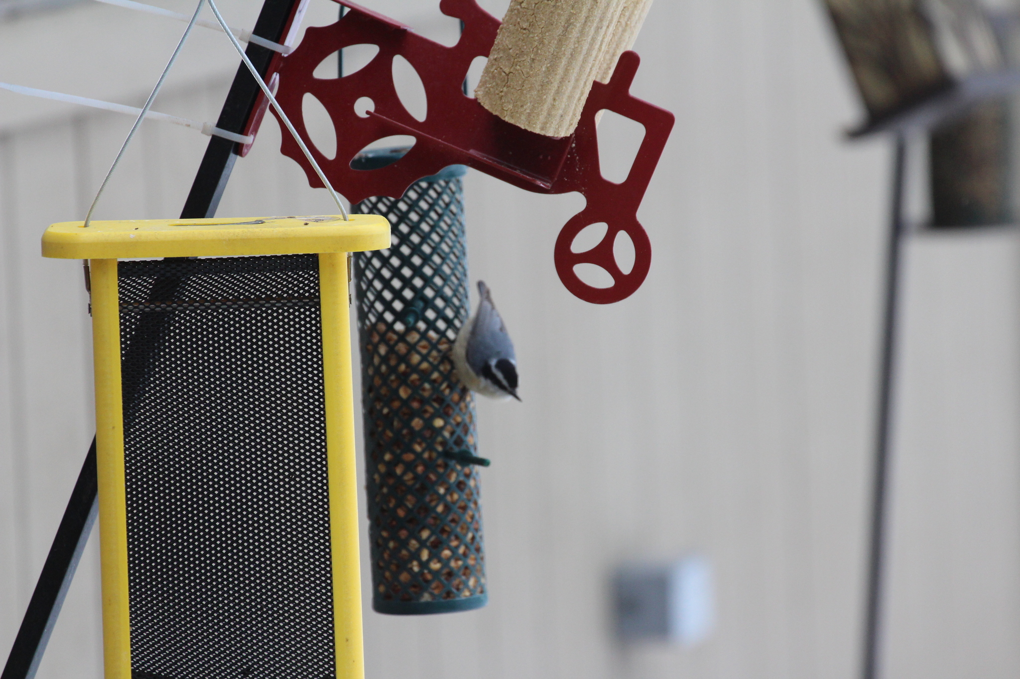 Red-breasted Nuthatch