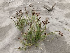 Juncus nevadensis inventus