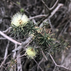Melaleuca