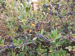 Phillyrea latifolia media