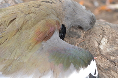 Vanellus chilensis chilensis