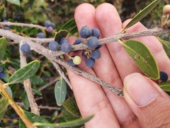 Phillyrea latifolia media