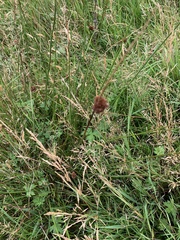 Juncus conglomeratus