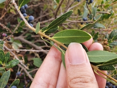 Phillyrea latifolia media