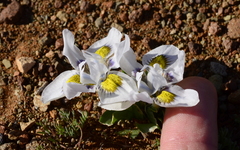 Moraea falcifolia