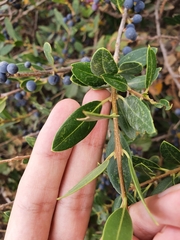 Phillyrea latifolia media