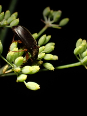 Ophonus incisus