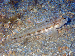 Gobius roulei