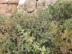 Phillyrea latifolia media