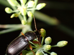 Ophonus incisus