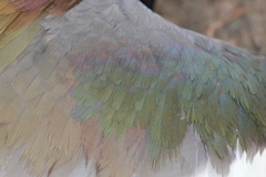 Vanellus chilensis chilensis