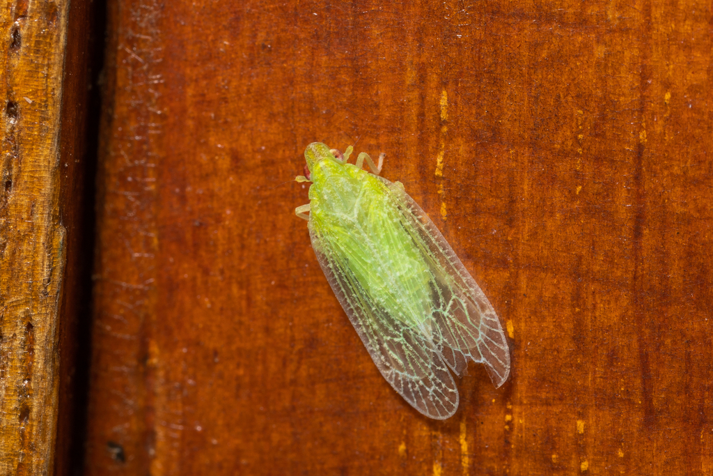 Numicia graminivora