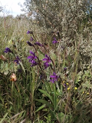 Sparaxis metelerkampiae