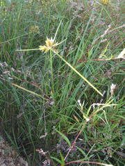 Cyperus polystachyos polystachyos