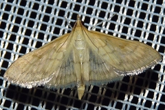 Paratalanta pandalis