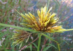 Cyperus polystachyos polystachyos