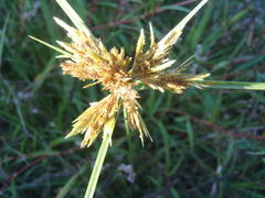 Cyperus polystachyos polystachyos