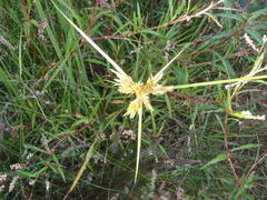 Cyperus polystachyos polystachyos