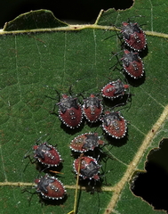 Arvelius albopunctatus
