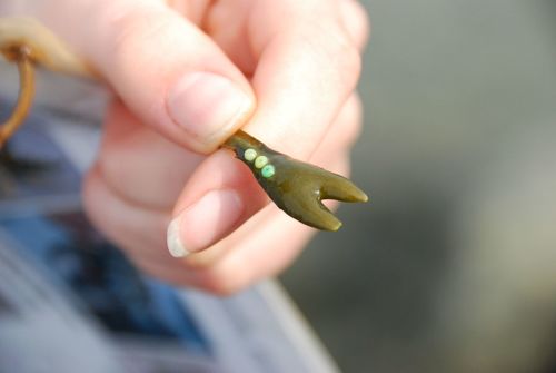 Lacuna vincta