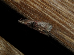 Nephopterix angustella