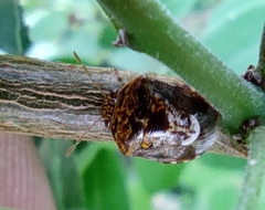 Menida