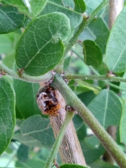 Menida