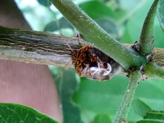 Menida