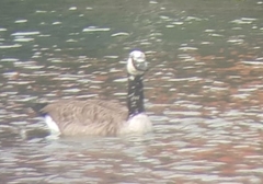 Anser anser × Branta canadensis