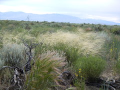 Hesperostipa comata comata
