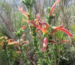 Erica curviflora curviflora