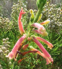 Erica curviflora curviflora
